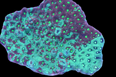 War Coral Frag