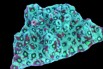 War Coral Frag