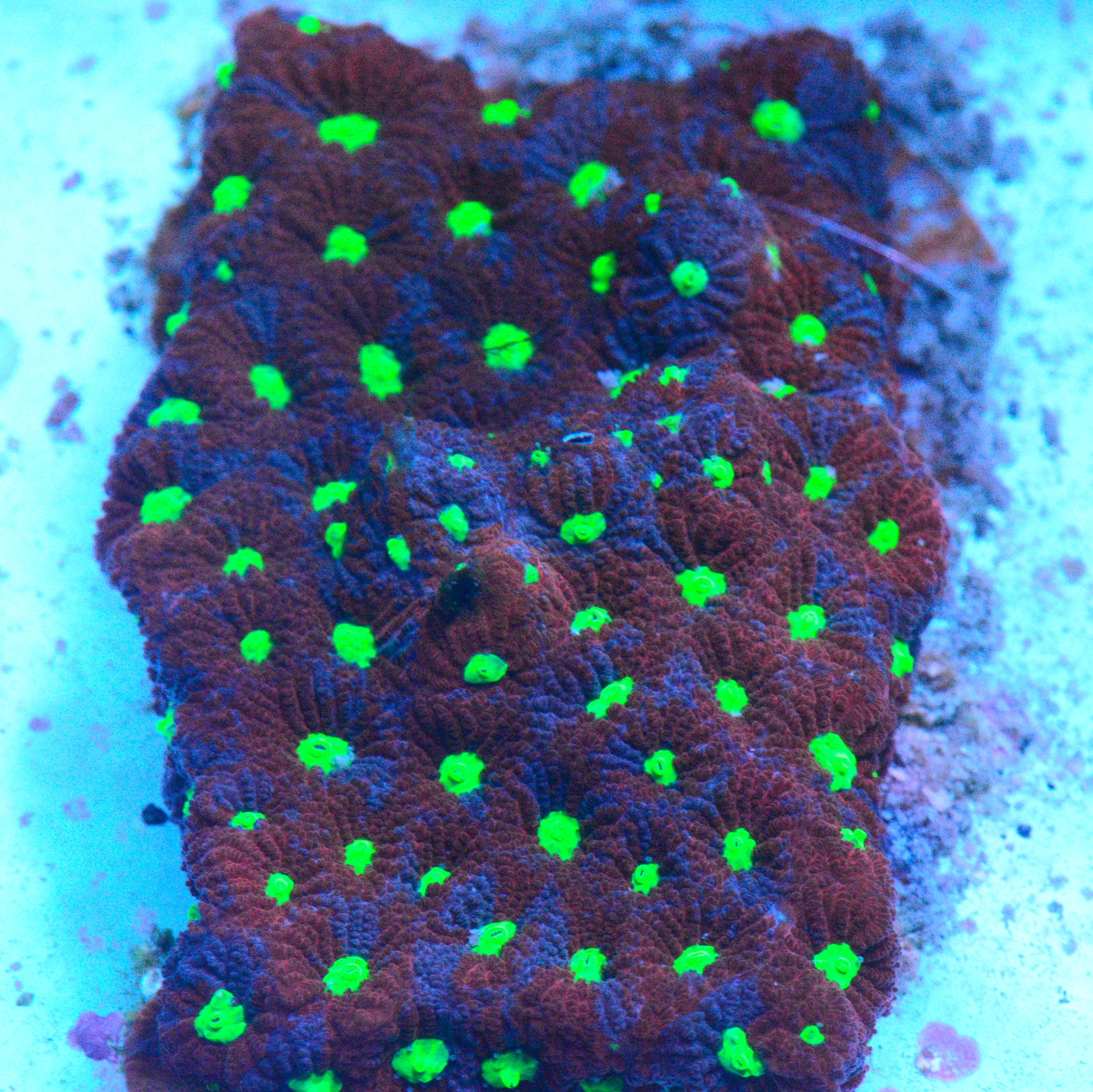 War Coral Favia - WYSIWYG!