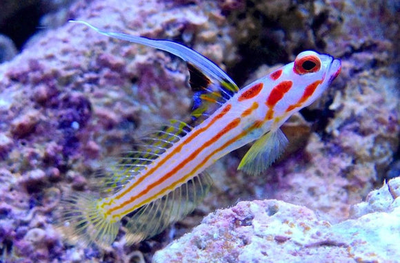 Yasha Haze Goby