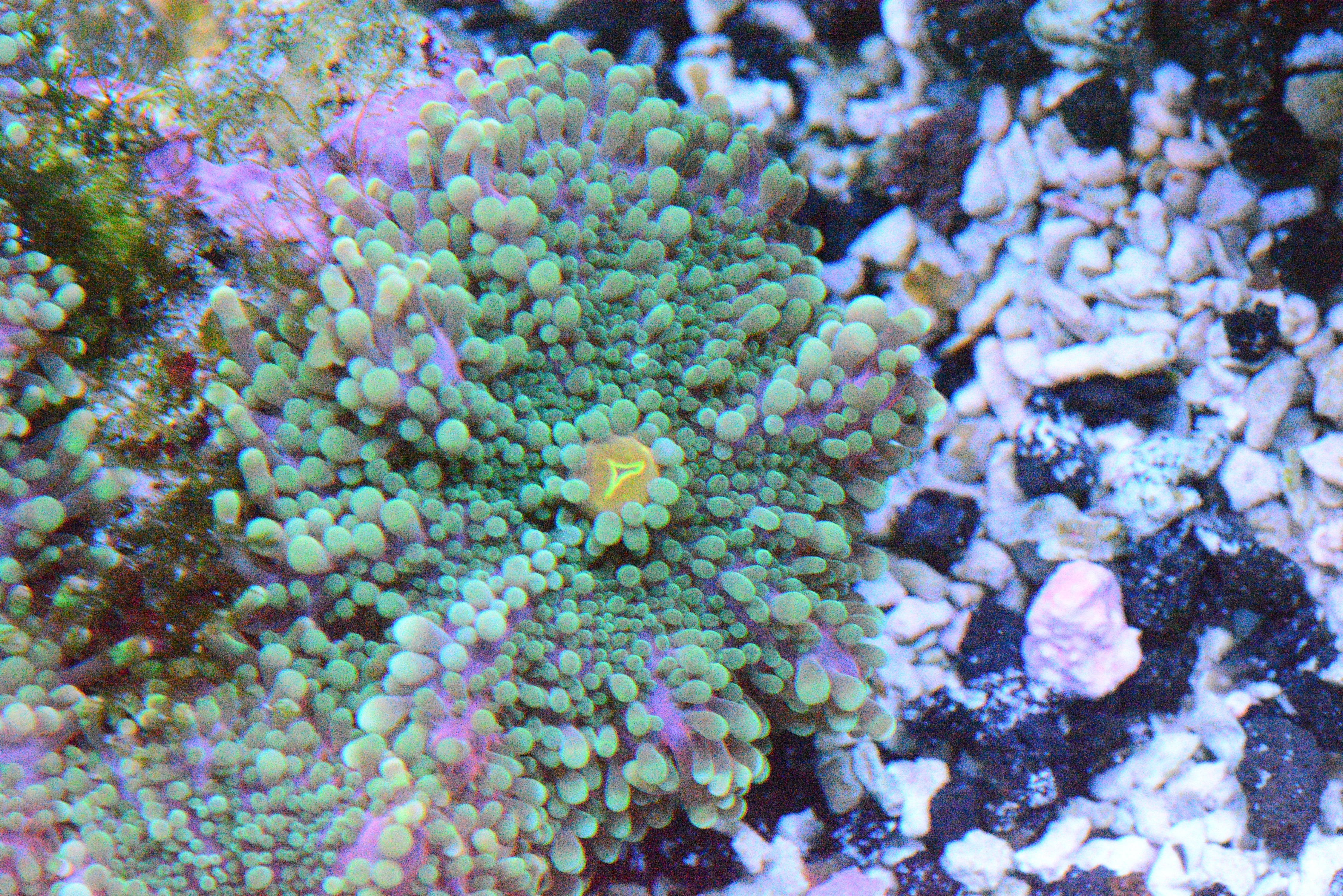 Ultra Yuma Colony - WYSIWYG!