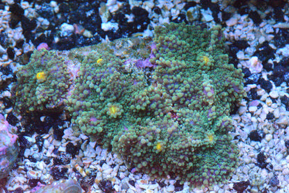 Ultra Yuma Colony - WYSIWYG!