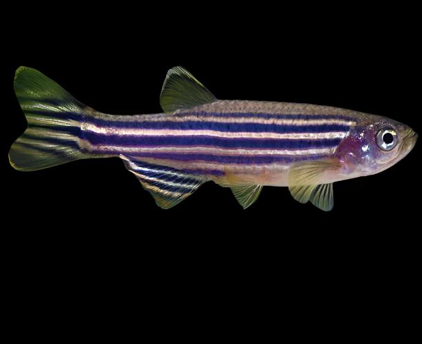 Zebra Danio