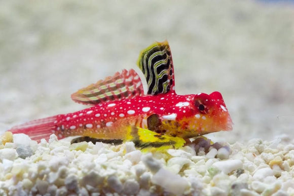 Ruby Red Scooter ( Dragonet)