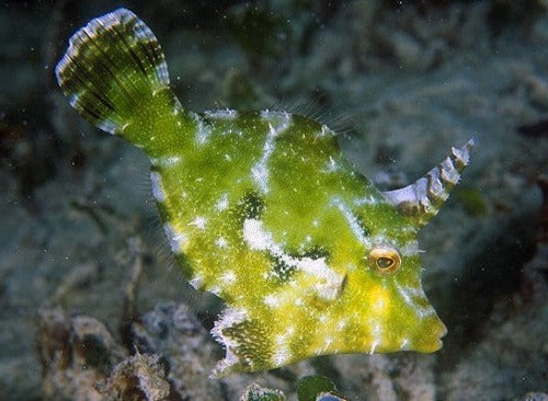 Aiptasia Eating File Fish
