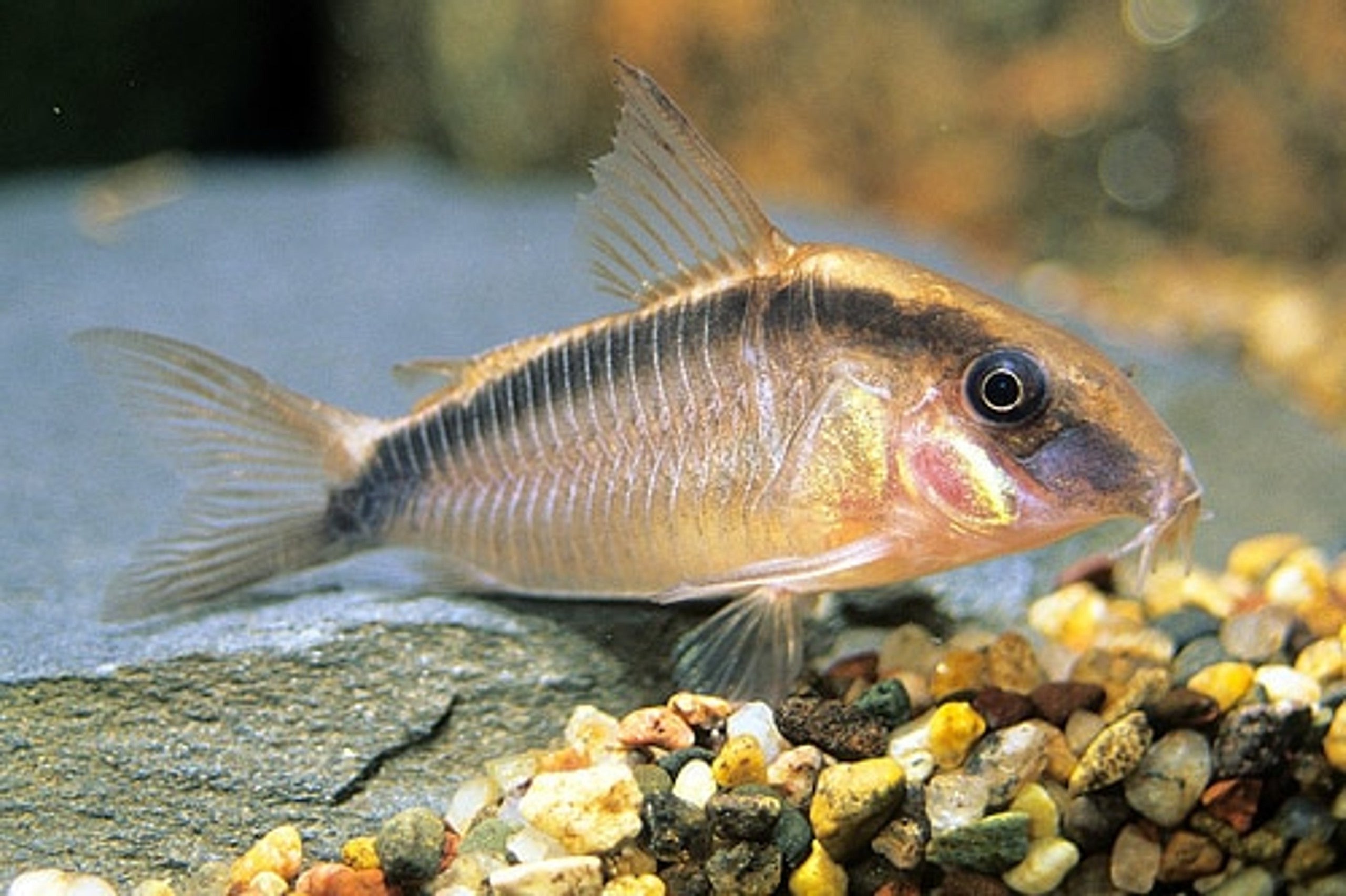 Skunk Cory