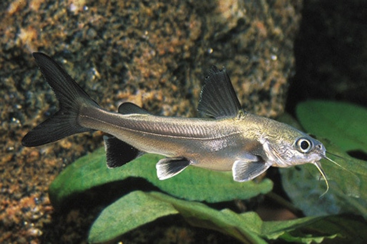 Blackfin Shark