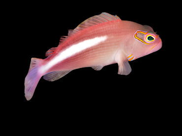 Arc Eye Hawkfish