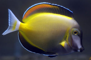 Powder Brown tang