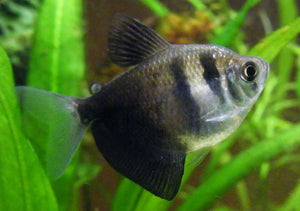 Black Skirt Tetra