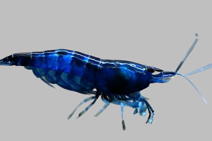 Blue Sapphire Shrimp