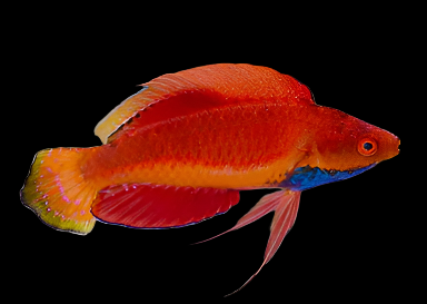 Blue Throat Fairy Wrasse