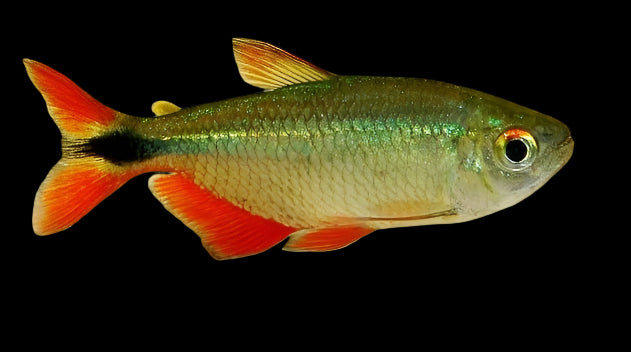 Buenos Aires Tetra