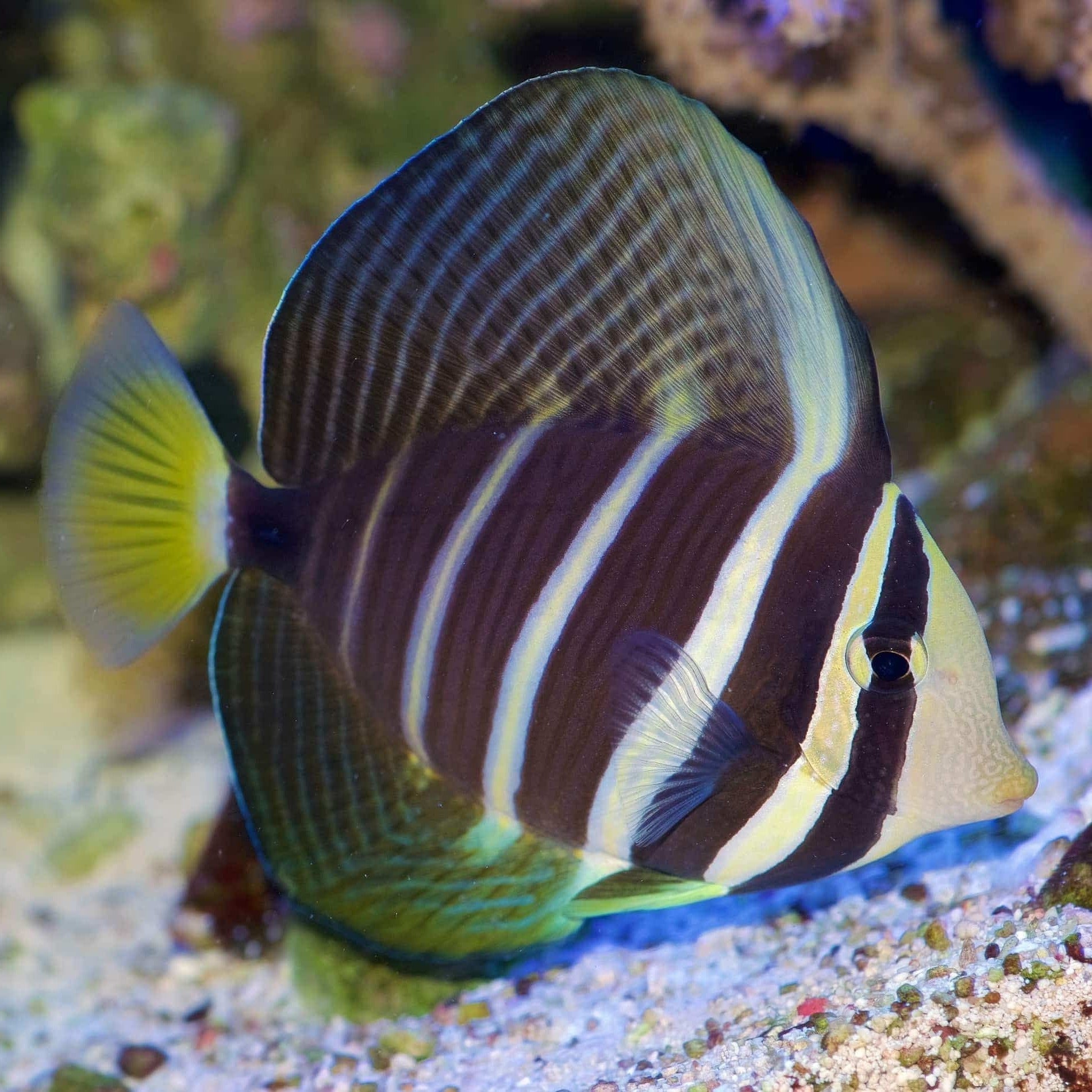 Sailfin Tang
