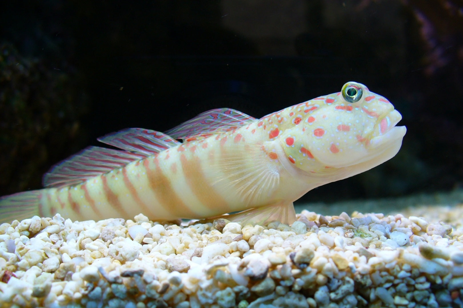 Pink Spotted watchman