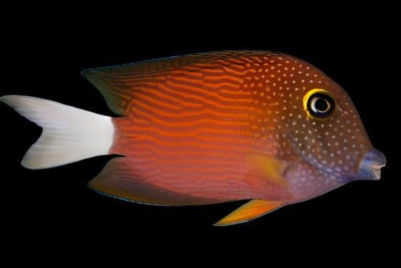 White Tail Bristletooth Tang