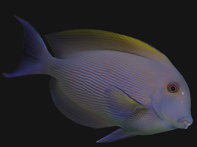 Orange Stripe Bristletooth Tang