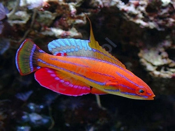 Carpenter's Wrasse