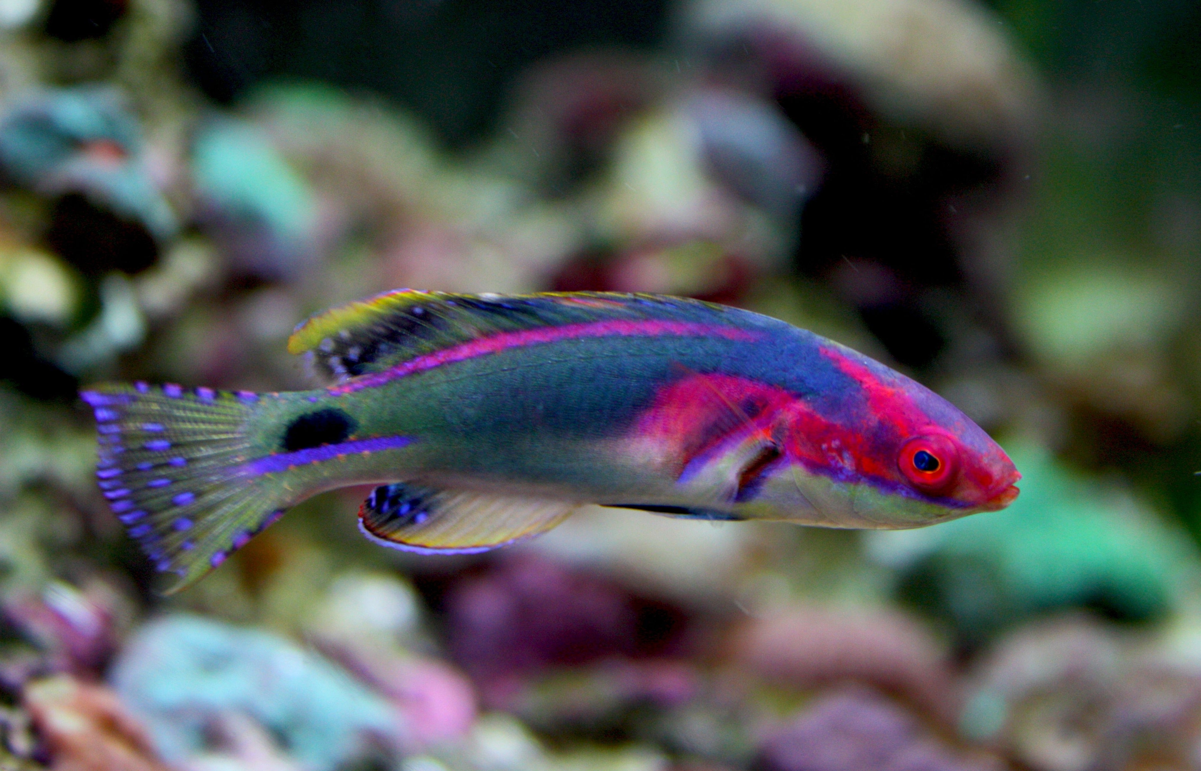 Exquisite Fairy Wrasse