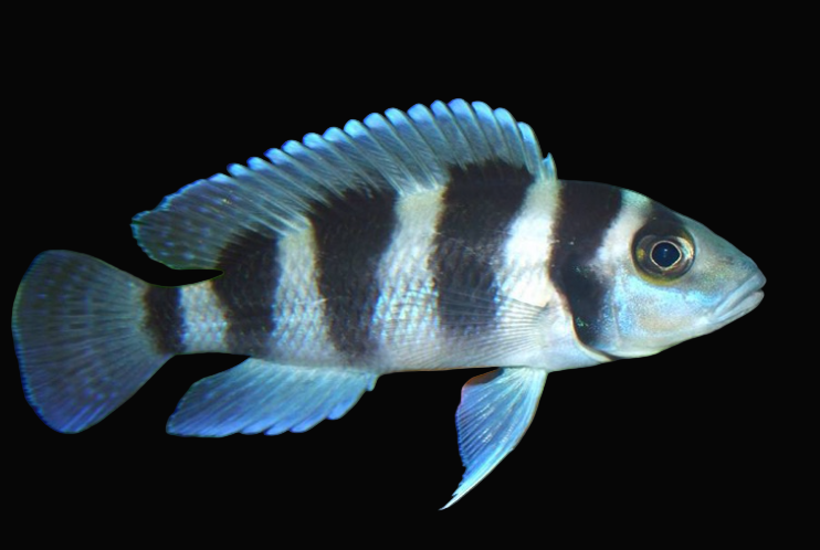 Five Bar Cichlid