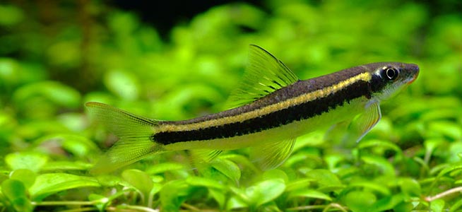 Flying Fox : Siamese Algae eaters