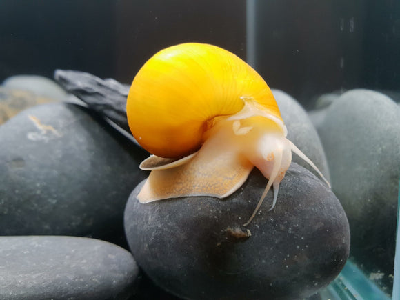 Gold-Inca Snail
