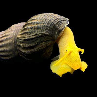 Golden Rabbit snail