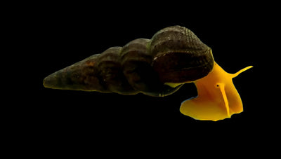 Golden Rabbit snail