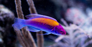 Orange Back Fairy Wrasse