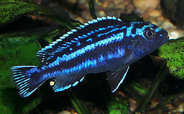 Johannii Electric Blue