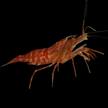 Kuekenthal's Aiptasia Eating Shrimp