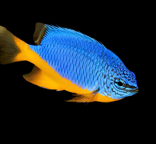Kupang Damsel