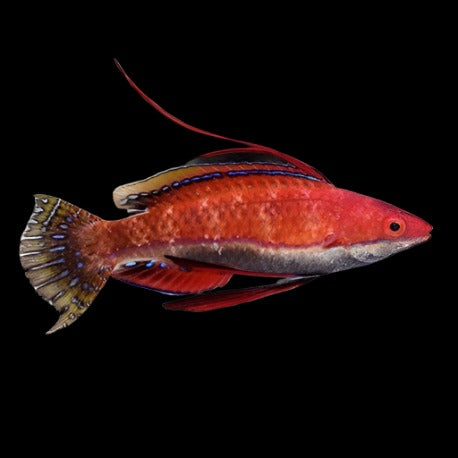 Ruby Finned Fairy Wrasse