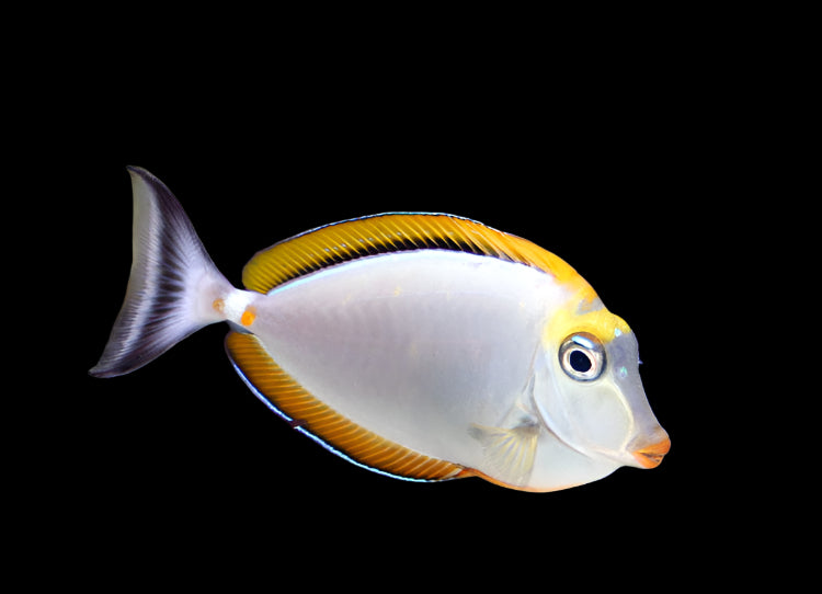 Blonde Naso Tang