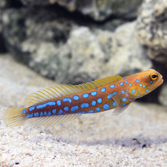 Bluespot Jawfish