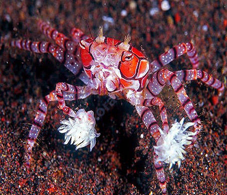 Pom Pom Crab