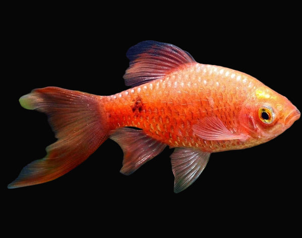 Longfin Rosy Neon Barb