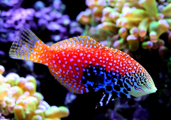 Divided Leopard Wrasse (Female)