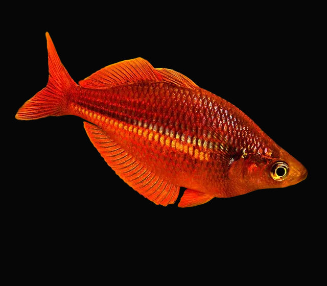 Millenium Rainbowfish
