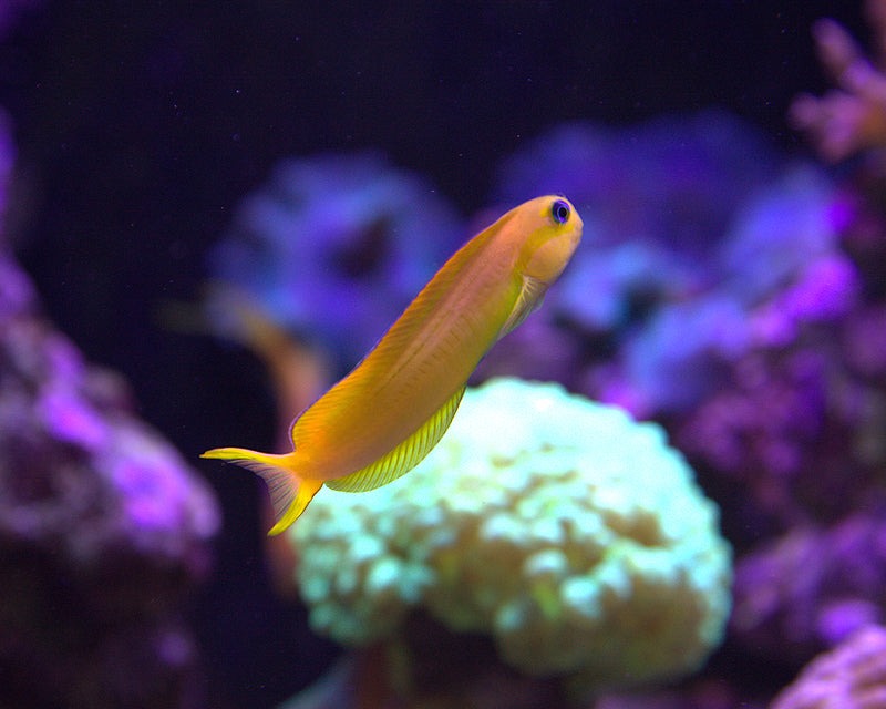 Midas Blenny