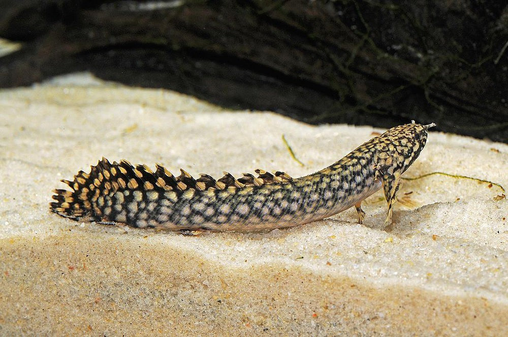 Ornate Bichir