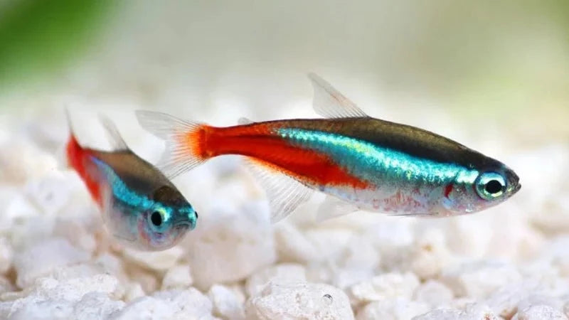 Neon Tetra