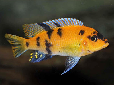 Red Blotch Zebra Cichlid
