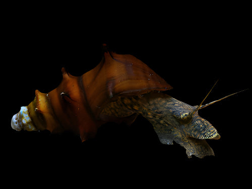 Pagoda Snail