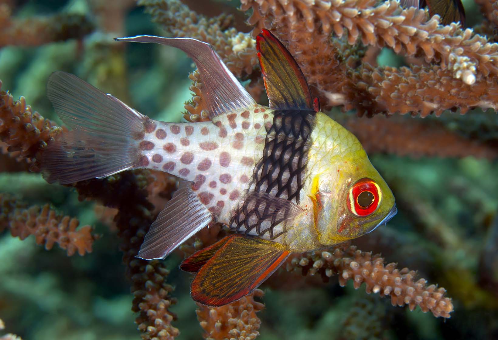 Pajama Cardinalfish