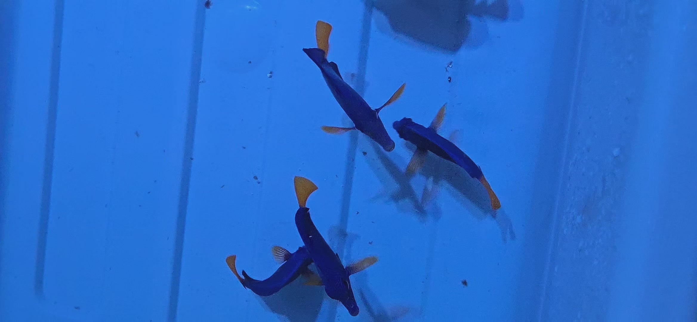 Purple Tang