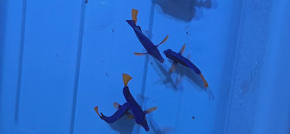 Purple Tang