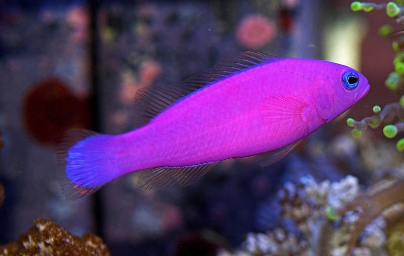 Purple Dottyback