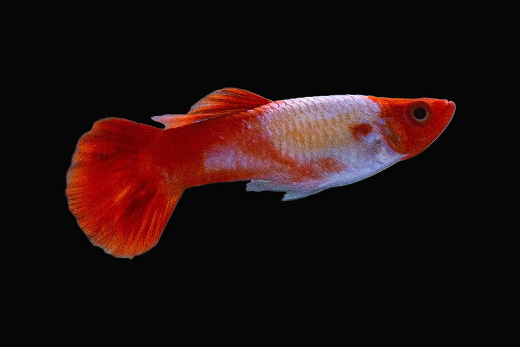 Red Panda Guppy Male