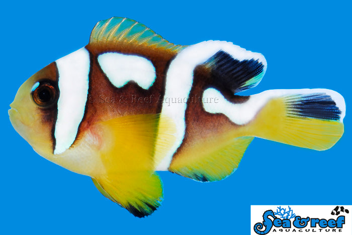 Spotcinctus Clown
